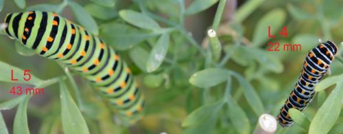 Papilio machaon